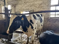 Kuh, Kalmyk-Rasse — Foto 4