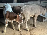 सांड, गोलस्टीन नस्ल — फ़ोटो 2