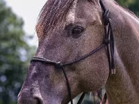 Hengst, Quarter Horse — Foto 7