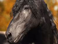 घोड़ा, Friesian — फ़ोटो 1