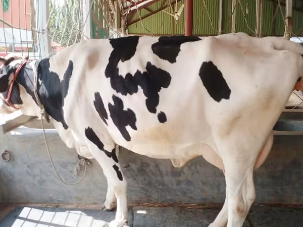 Kuh, Holstein-Rasse — Bangladesch