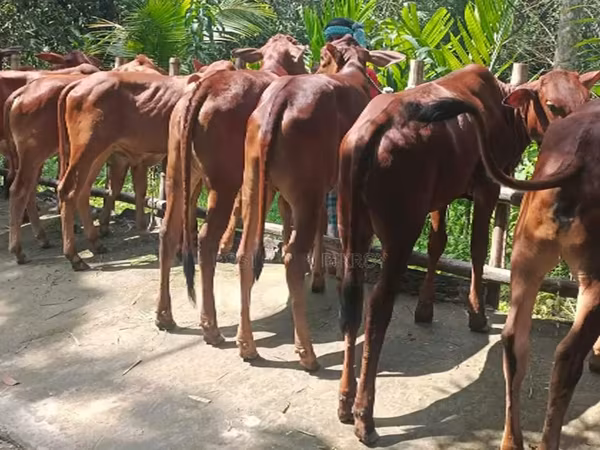 গাভী, বিফালো — বাংলাদেশ