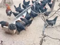 Chickens — ছবি 2