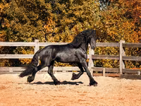 घोड़ा, Friesian — फ़ोटो 2