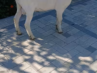 Cabro, Saanen goat — foto 2