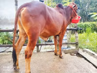 Toro, Ganado vacuno — foto 4