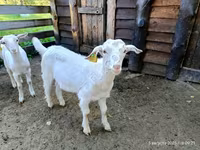 ছাগল, Saanen goat — ছবি 1