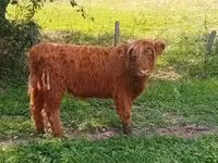 Kuh, Highland — Foto 3