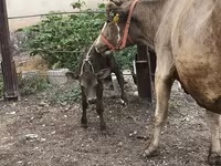 गाय, Simmental cattle — फ़ोटो 5