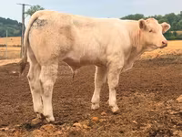 ষাঁড়, Charolais cattle — ছবি 4