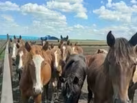 घोड़ा, Arabian horse — फ़ोटो 4