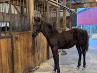 घोड़ा, Rocky Mountain Horse — फ़ोटो 4