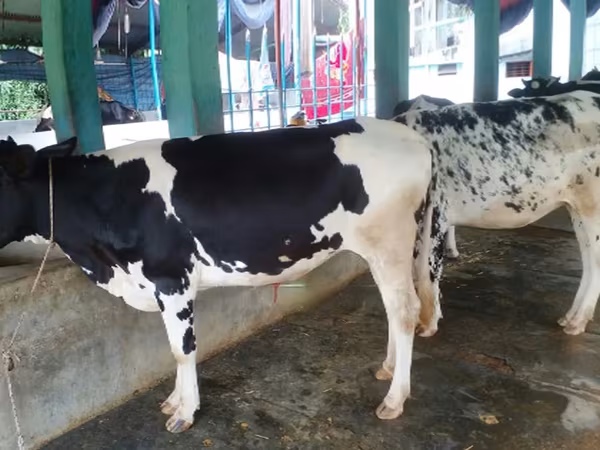 গাভী, গোলস্টাইন জাত — বাংলাদেশ