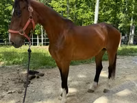 घोड़ी, Dutch warmblood horse — फ़ोटो 6