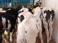 Bulle, Holstein-Rasse — Foto 5