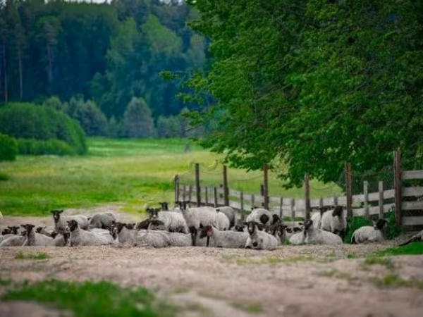 كبش, Romanov sheep