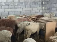نعجة, الأغنام — الصورة 6