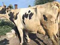 গাভী, Swiss cattle — ছবি 5