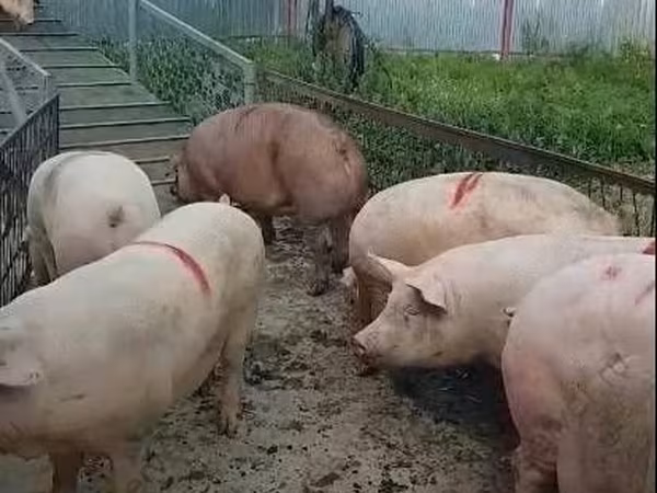 Boar, Крупная белая