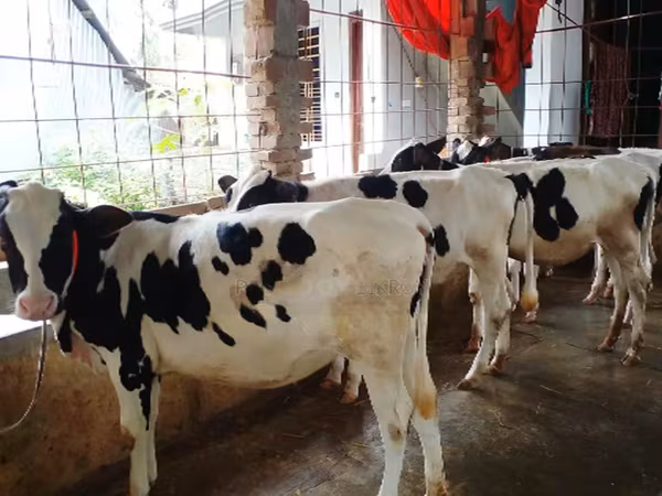 গাভী, গোলস্টাইন জাত — বাংলাদেশ
