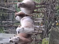 Widder, Katum sheep — Foto 3