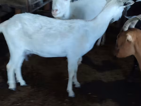Cabra, Saanen goat