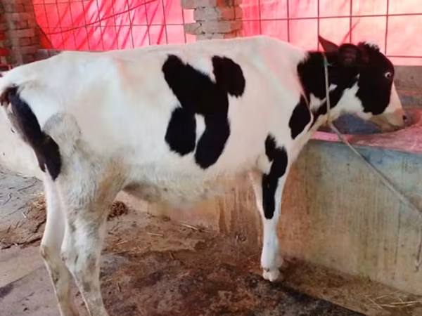 গাভী, বিফালো — বাংলাদেশ