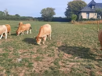 গাভী, Aubrac cattle — ছবি 7