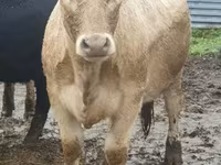 Bulle, Yaroslavl cattle — Foto 2
