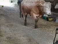 ষাঁড়, গরু — ছবি 7