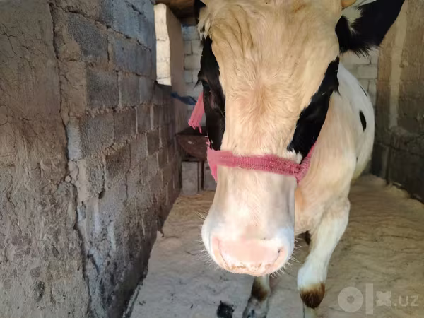 ষাঁড়, Russian Black pied cattle