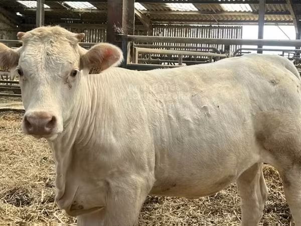 গাভী, Charolais cattle