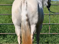 母马, Quarter Horse — 照片 8