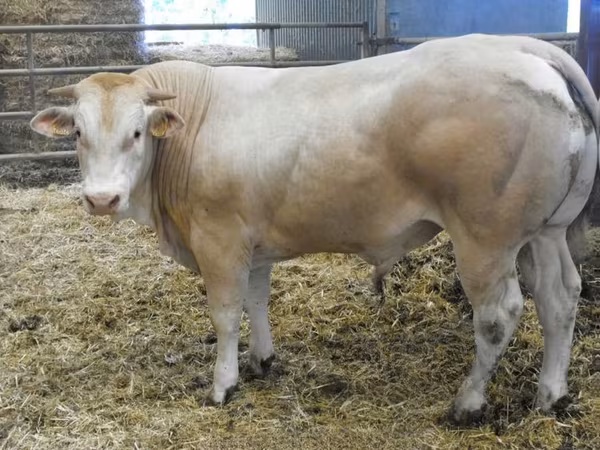 ষাঁড়, Blonde d’Aquitane cattle