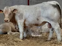 ষাঁড়, Charolais cattle — ছবি 3