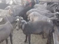 मेढ़ा, Arabi sheep — फ़ोटो 2