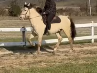 घोड़ा, Rocky Mountain Horse — फ़ोटो 4