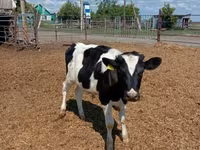 Toro, Russian Black pied cattle — foto 1