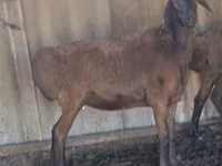 公羊, Hissar sheep — 照片 3