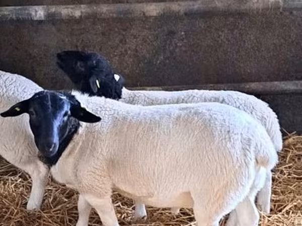 ভেড়ার পাঁঠা, Dorper sheep