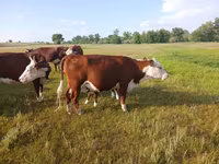 गाय, Latvian Blue cattle — फ़ोटो 3