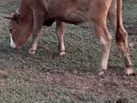 गाय, Latvian Blue cattle — फ़ोटो 6