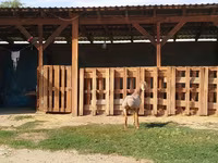 كبش, Edilbay sheep — الصورة 5