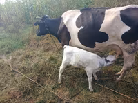 ষাঁড়, গোলস্টাইন জাত — ছবি 1