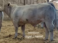 ষাঁড়, Charolais cattle — ছবি 6