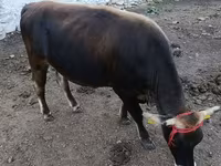 सांड, अलाताऊ नस्ल — फ़ोटो 8