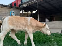 ষাঁড়, মঁবেলিয়ার্ড — ছবি 2