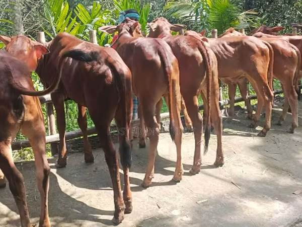 গাভী, বিফালো — বাংলাদেশ