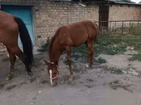 घोड़ी, Thoroughbred horse — फ़ोटो 5
