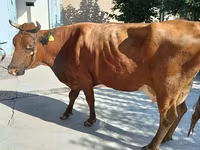 Kuh, Red Estonian cattle — Foto 1
